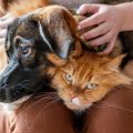 Aprobada en el Congreso la Ley de Bienestar Animal
