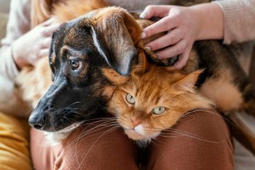 Aprobada en el Congreso la Ley de Bienestar Animal