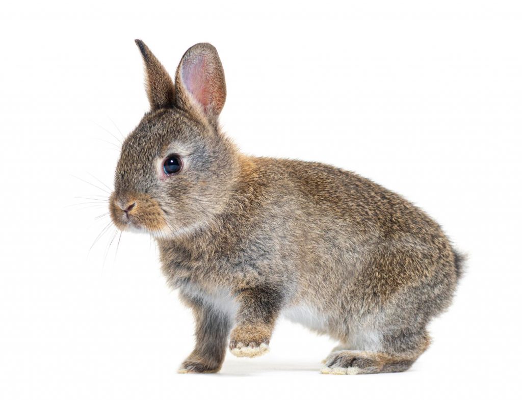 Cómo saber si un conejo está enfermo: síntomas de enfermedad en conejos