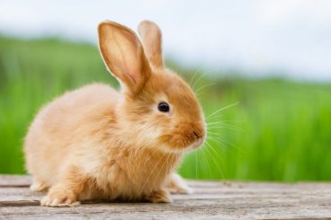 Cómo saber si un conejo está enfermo