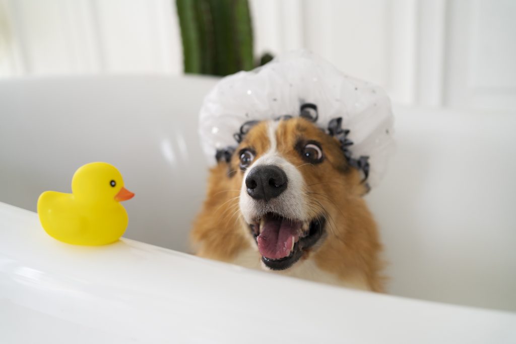 ¿Cuándo se puede bañar a un cachorro por primera vez?
