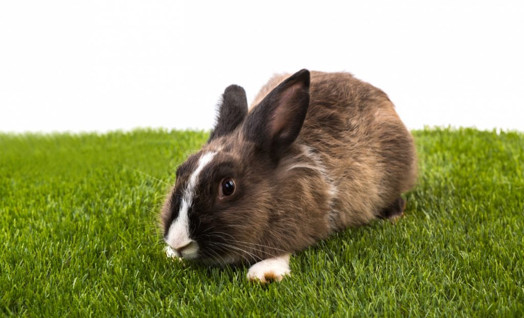 Enfermedades más habituales en los conejos