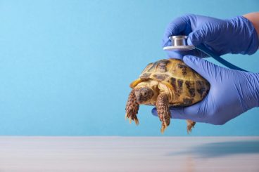 Enfermedades de las tortugas más comunes
