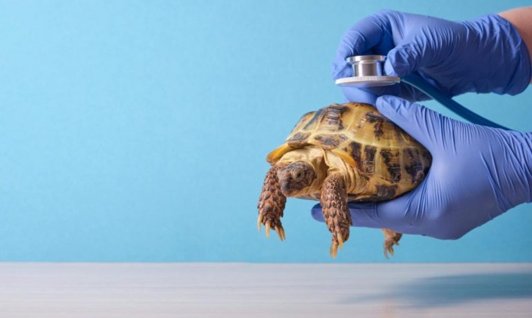 Enfermedades de las tortugas más comunes