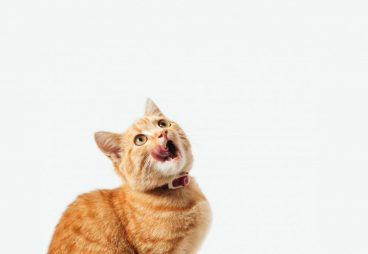 Los gatos pueden comer kiwi: ¿sí o no?