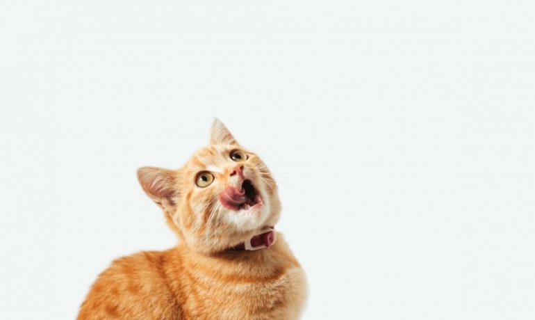 Los gatos pueden comer kiwi: ¿sí o no?