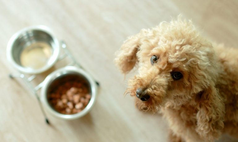 Los perros pueden comer garbanzos: ¿sí o no?
