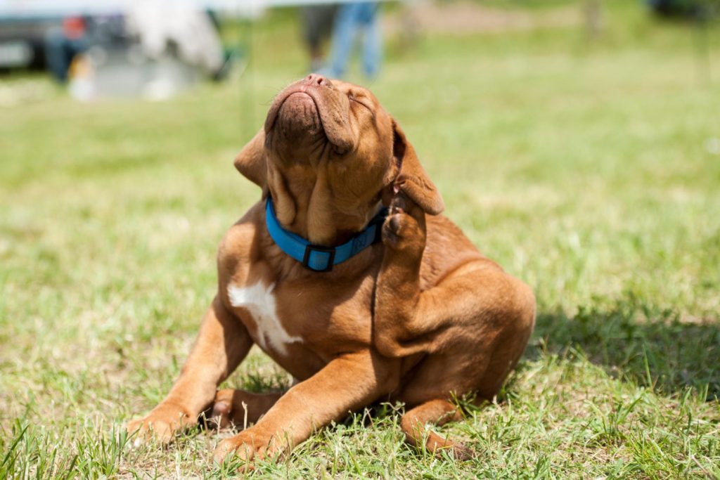 la pioderma del cachorro es contagiosa para los humanos