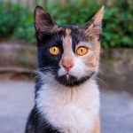 Problemas urinarios en gatos: ¿cuáles son los más comunes?