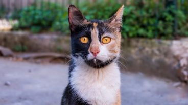 Problemas urinarios en gatos: ¿cuáles son los más comunes?