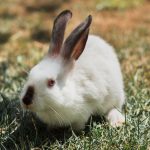 Sentidos de los conejos: ¿cómo son?
