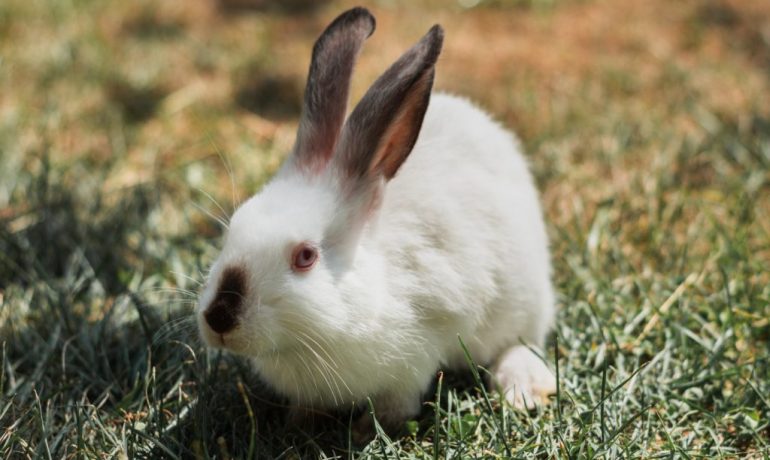 Sentidos de los conejos: ¿cómo son?