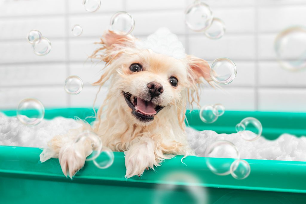 Tips sobre cómo bañar un cachorro