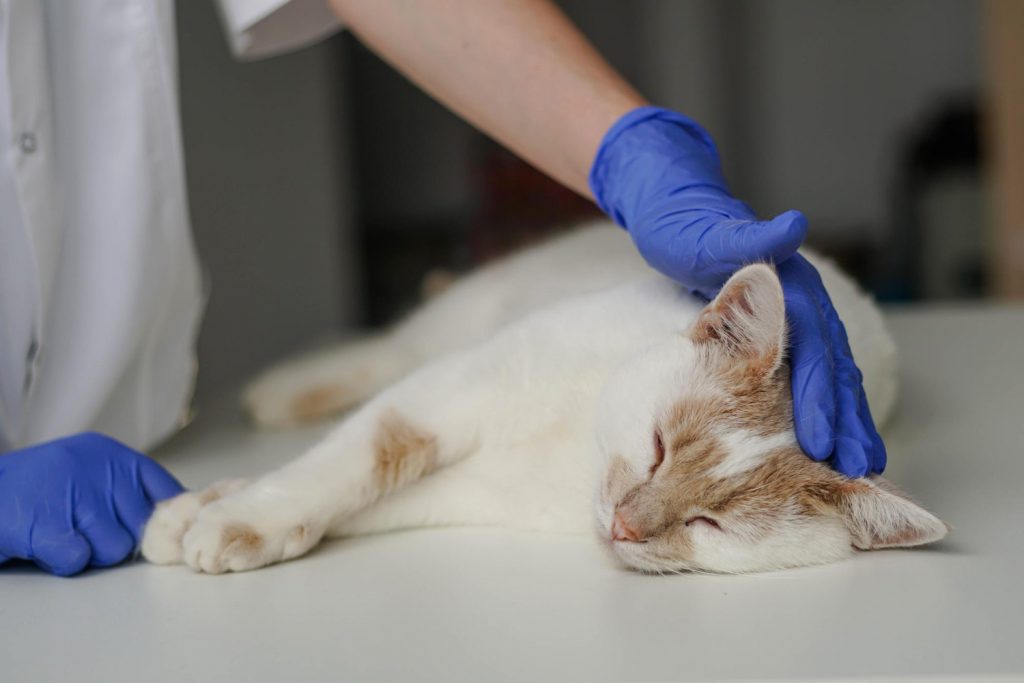 El tratamiento para los problemas urinarios en gatos