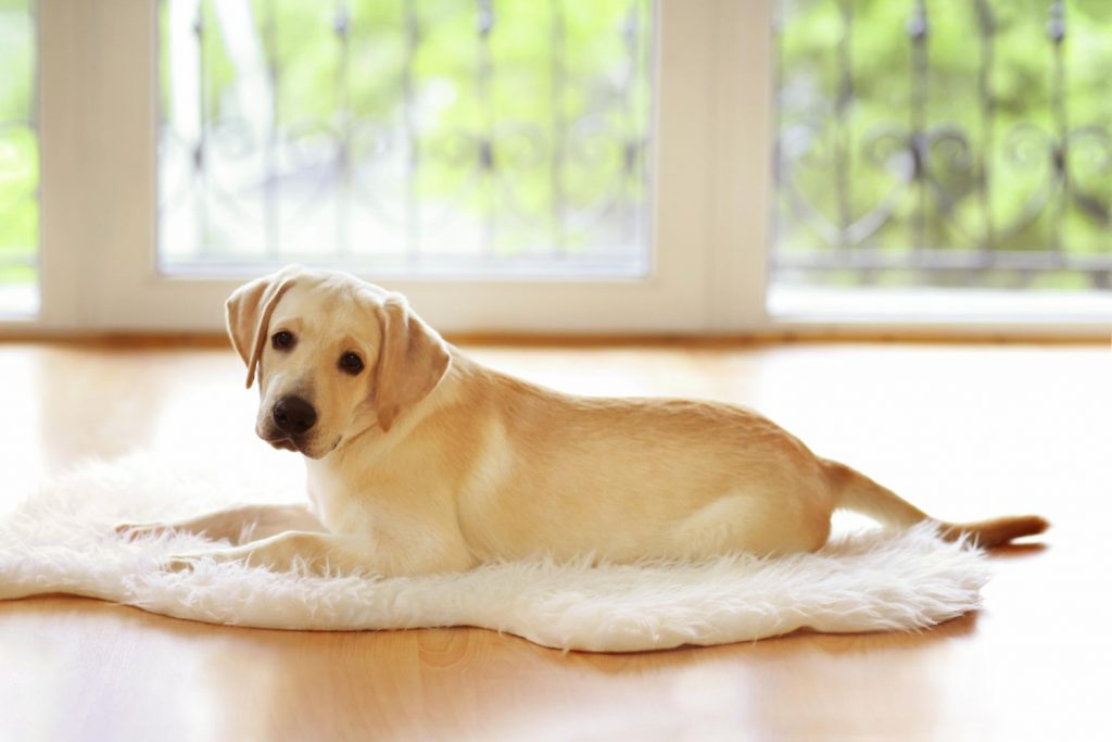 Beneficios de la alfombra de olfato para perros
