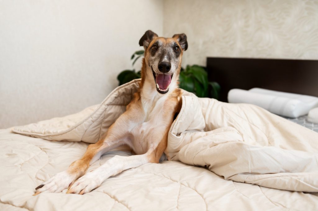 Consejos para evitar que el perro se suba a nuestra cama