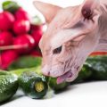Los gatos pueden comer pepino: ¿sí o no?