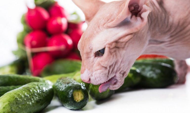 Los gatos pueden comer pepino: ¿sí o no?