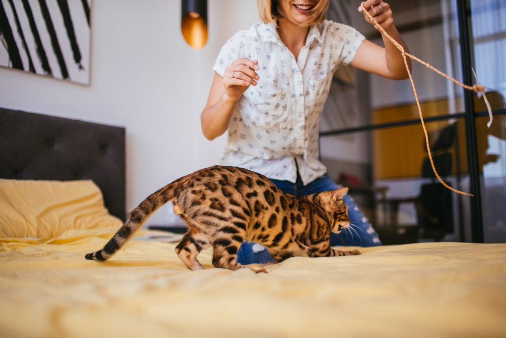 ¿Qué juguetes le permiten al gato “cazar” en casa?