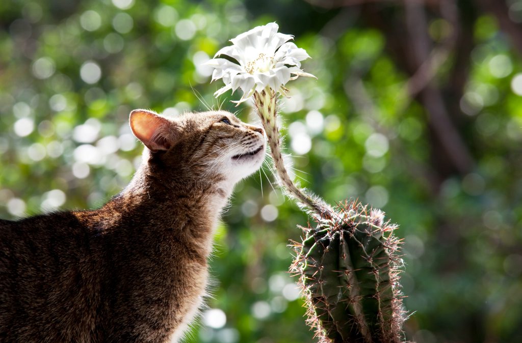 Plantas no peligrosas para mascotas el cactus