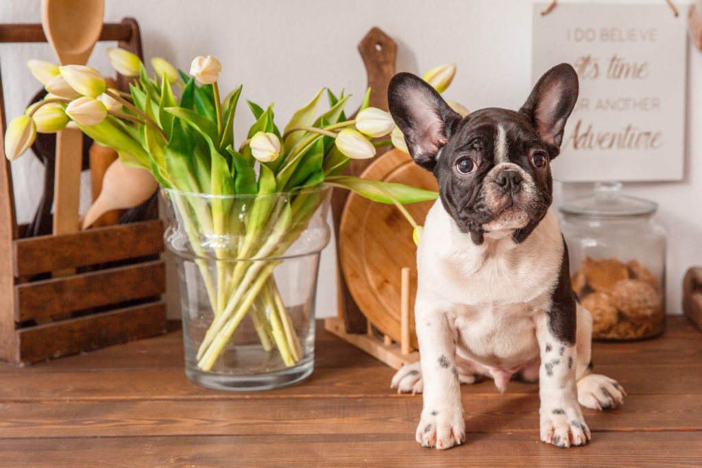 Plantas que sí son peligrosas para mascotas el tulipán