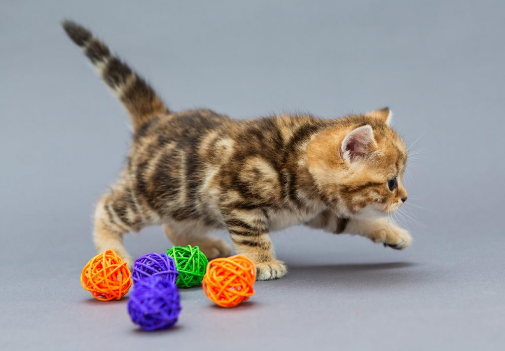 ¿Por qué es fundamental que los gatos jueguen?