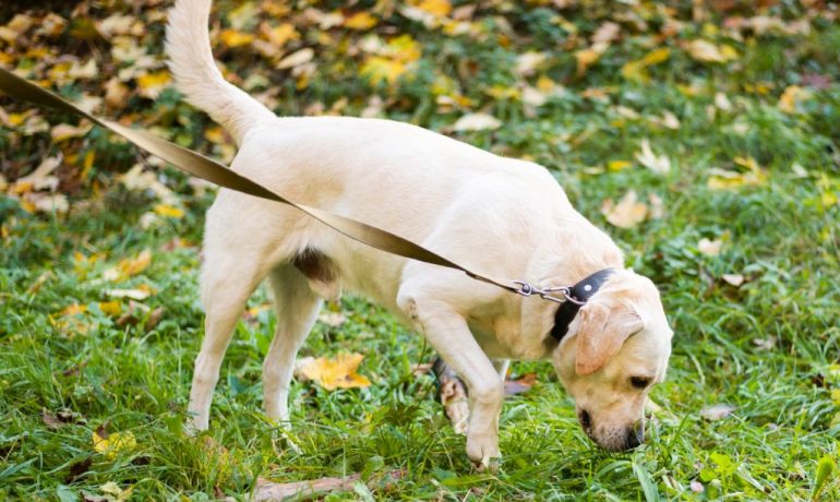 ¿Por qué es importante que tu perro olfatee durante el paseo?