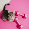 Beneficios del ejercicio físico para el gato