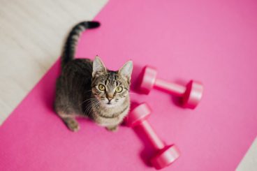Beneficios del ejercicio físico para el gato