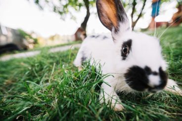Ceguera en conejos: causas y recomendaciones