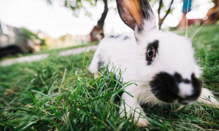 Ceguera en conejos: causas y recomendaciones