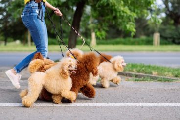 Claves que indican que has encontrado al paseador perfecto para tu perro