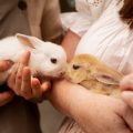 Embarazo en conejos: todo lo que debes saber