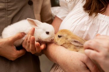 Embarazo en conejos: todo lo que debes saber