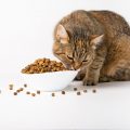 Mi gato pide más comida y su plato está lleno: ¿por qué?