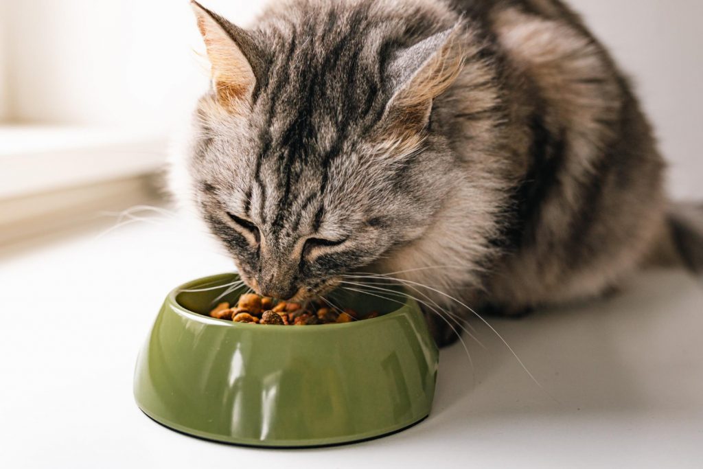 Otras razones por las que el gato pide más comida con el plato lleno