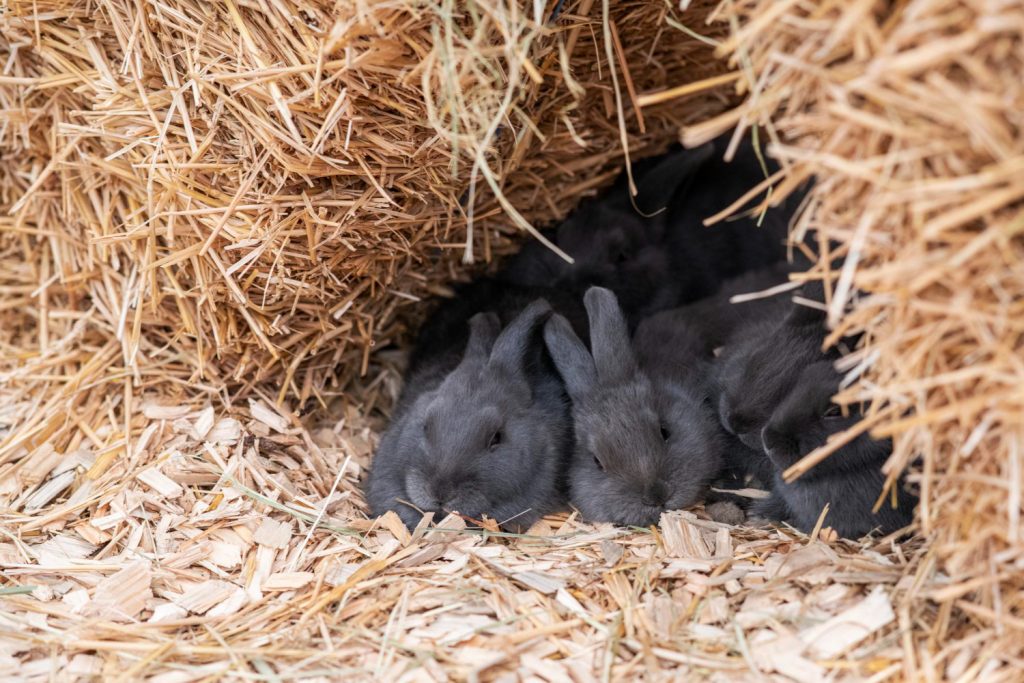 El peligro de los conejos recién nacidos