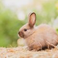 ¿Por qué el conejo entierra a sus crías vivas?