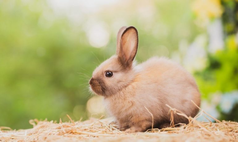 ¿Por qué el conejo entierra a sus crías vivas?