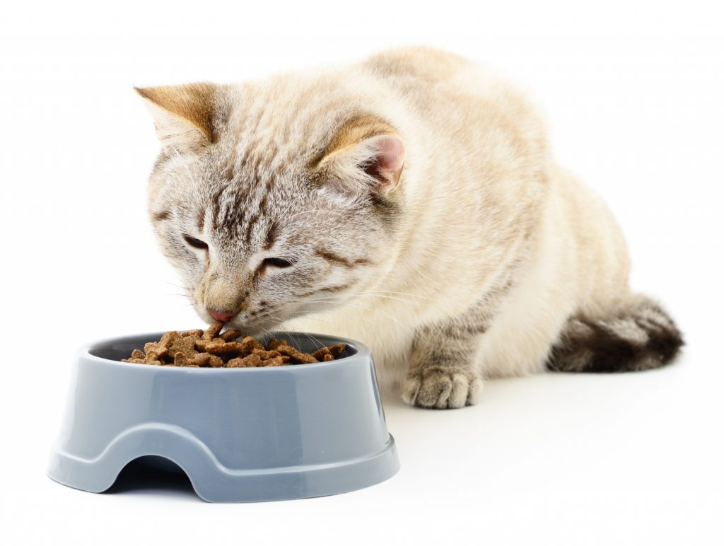 ¿Por qué mi gato pide más comida si su plato está lleno?