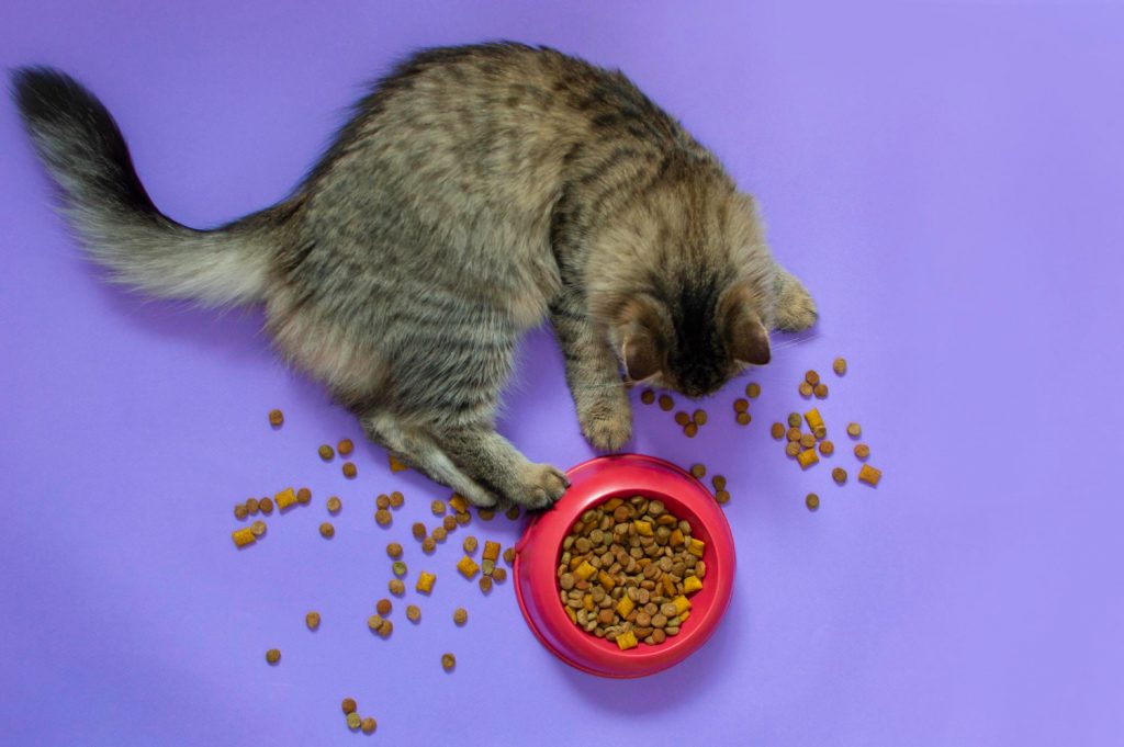 ¿Qué hago si mi gato pide más comida y su plato está lleno?