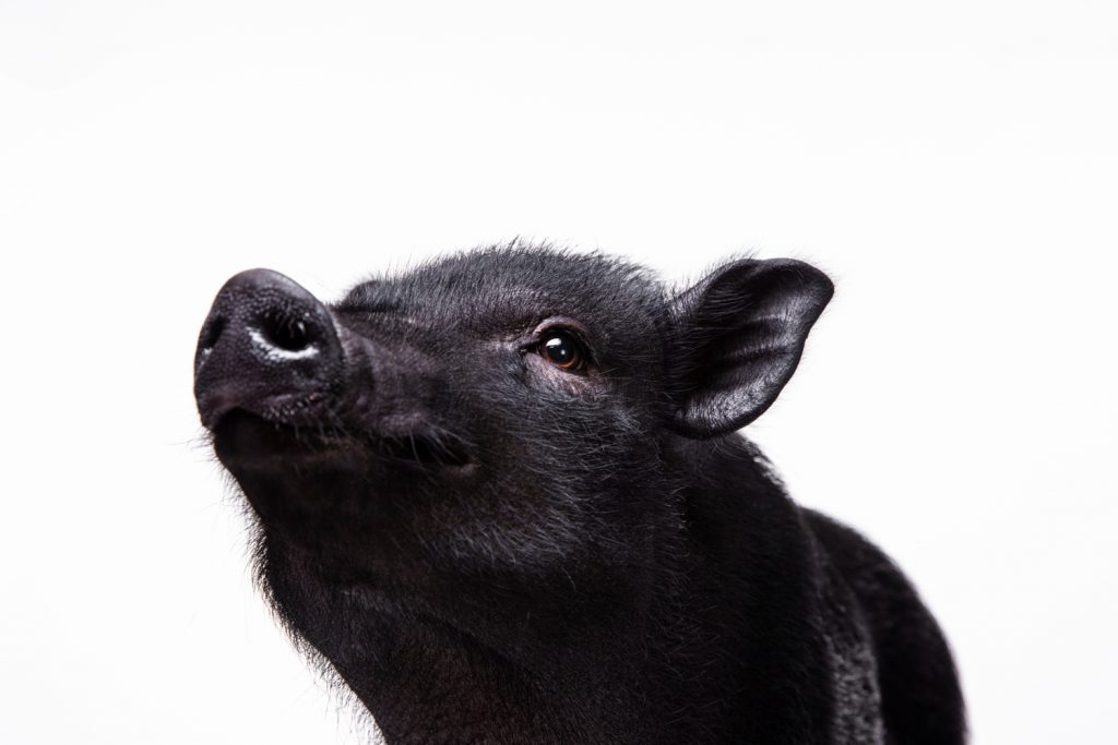 ¿Tener un cerdo como mascota es posible?