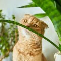 Cómo evitar que los gatos estropeen las plantas
