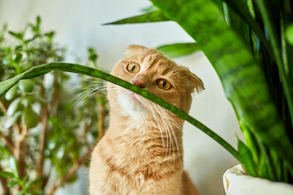Cómo evitar que los gatos estropeen las plantas | Wakyma