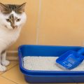 Cómo limpiar el arenero del gato