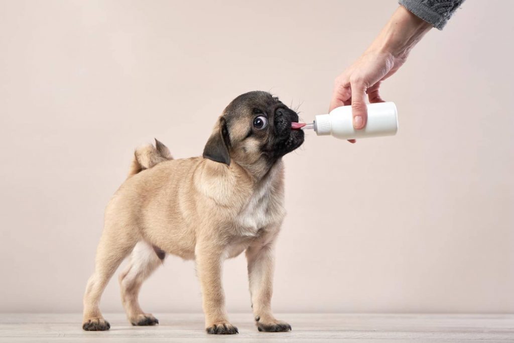 ¿Cuándo pueden beber leche los perros?