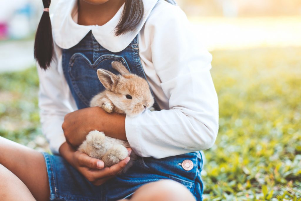 Cuántas crías de conejo nacen a la vez