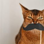 A mi gato se le caen los bigotes: causas y qué hacer