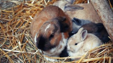 Mi coneja hace nido y no está embarazada: ¿qué le pasa?