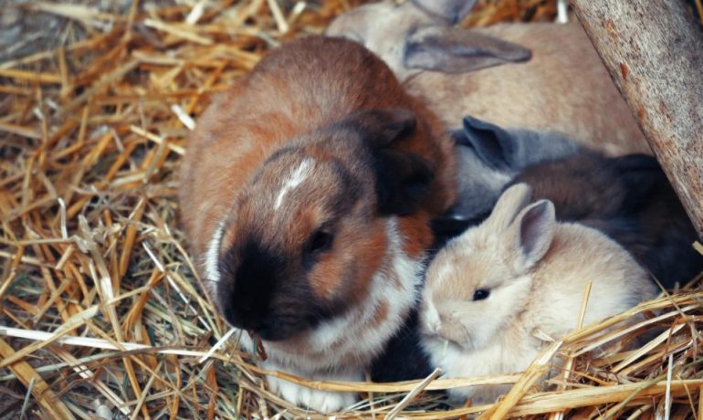 Mi coneja hace nido y no está embarazada: ¿qué le pasa?
